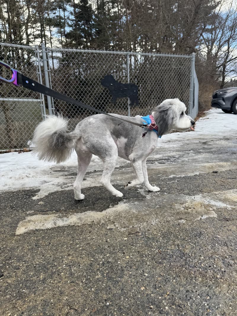 A slim white and grey dog standing in the fenced yard at Bark N Bubbles on a winter day