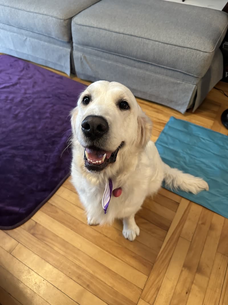 A happy cream golden retriever sitting up on a wooden floor indoors