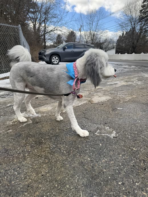 A freshly groomed grey and white shaggy dog standing on a leash outdoors after a full groom