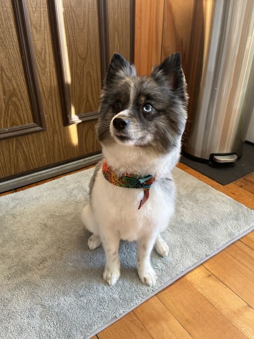 A merle Pomeranian-type dog with blue eyes sitting neatly in a festive collar after a groom