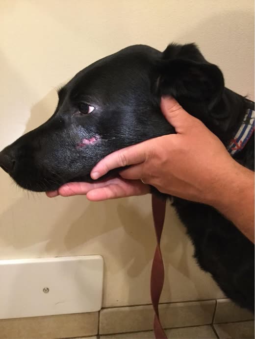 A hand gently steadying the head of a calm black labrador
