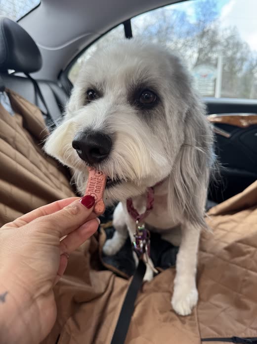 A grey and white dog in a car being handed a treat by hand