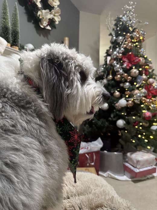 A fluffy grey and white dog in a sparkly collar in profile, showing the finished coat